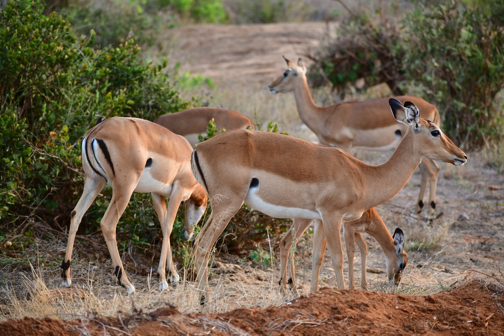 Tsavo East National Park